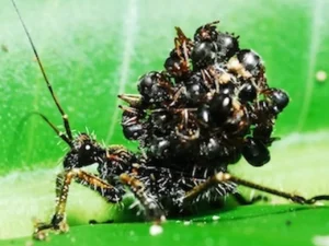 O ACANTHASPIS PETAX: O SERIAL KILLER QUE ANDA COM CADÁVERES NAS COSTAS